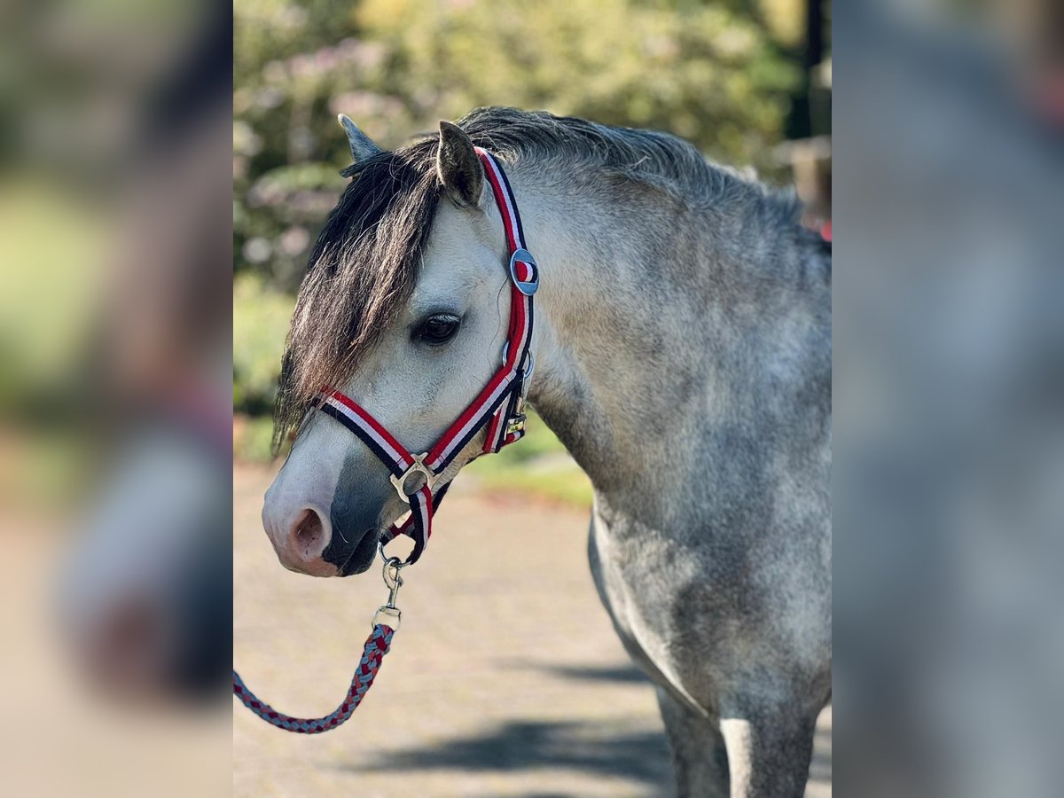 Welsh A (Mountain Pony) Stallion 5 years 11,2 hh Gray in Aalten