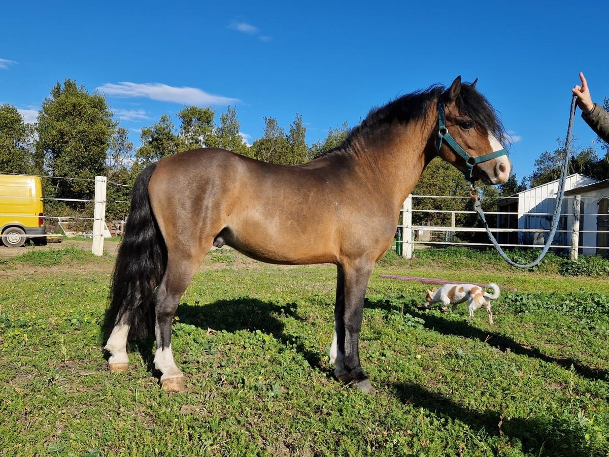 Welsh A (Mountain Pony) Stallion 6 years 11,2 hh Brown in Elne