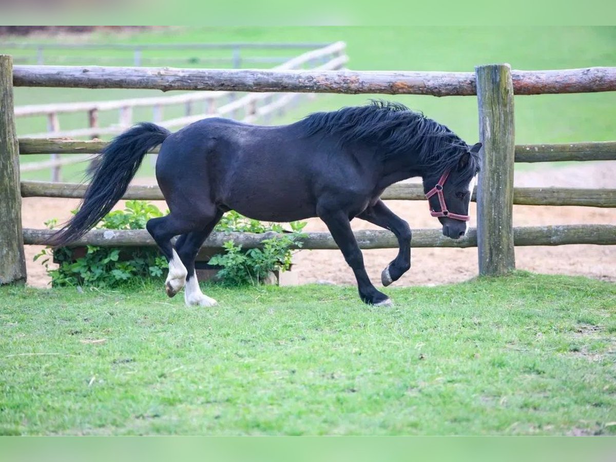 Welsh A (Mountain Pony) Stallion 7 years 11,1 hh Black in Opoczno