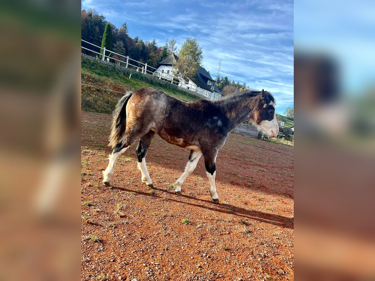 Welsh A (Mountain Pony) Stallion Foal (05/2024) 11,2 hh in Atzesberg