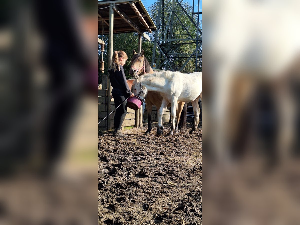 Welsh A (Mountain Pony) Mix Stallion Foal (05/2024) 11,2 hh White in Marl