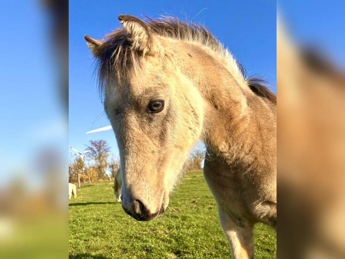 Welsh A (Mountain Pony) Mix Stallion Foal (04/2024) 13,1 hh Buckskin in Haverlah