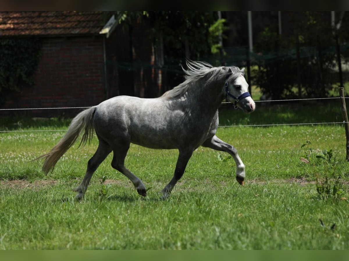 Welsh A (Mountainponny) Hingst 2 år 115 cm Grå in Aalten