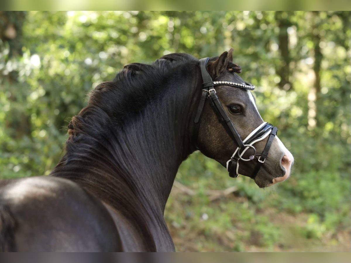 Welsh A (Mountainponny) Hingst 2 år 116 cm Black in Aalten