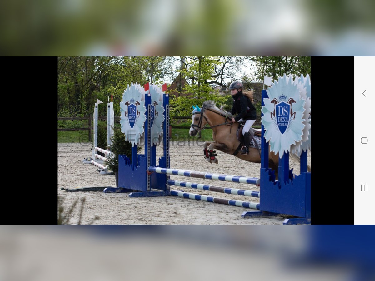 Welsh A (Mountainponny) Sto 10 år 114 cm Palomino in Minderhout