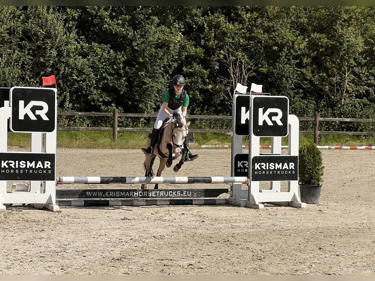 Welsh A (Mountainponny) Sto 15 år 117 cm Palomino in Turnhout