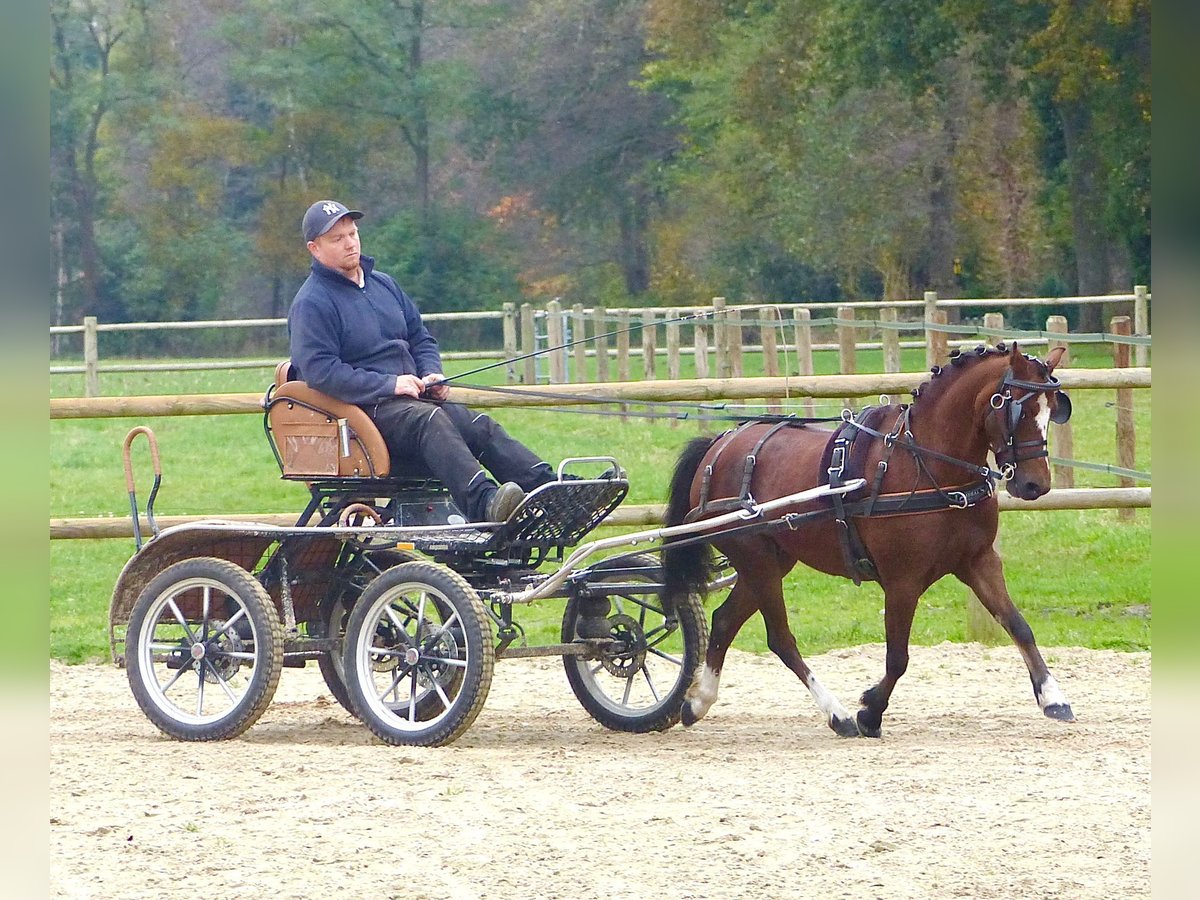 Welsh A (Mountainponny) Sto 15 år 119 cm Brun in Wielen