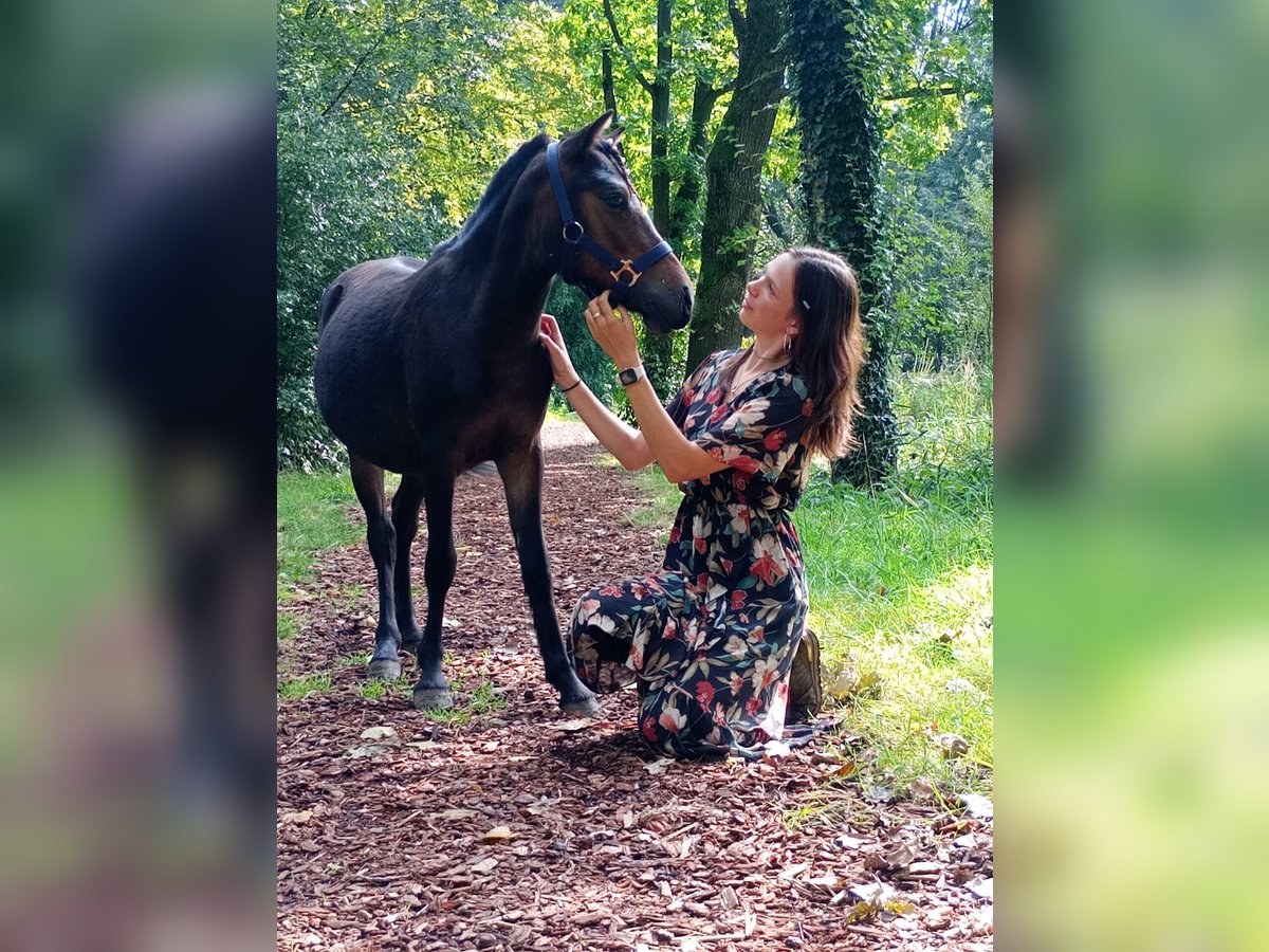 Welsh A (Mountainponny) Sto 1 år 110 cm Mörkbrun in Alblasserdam