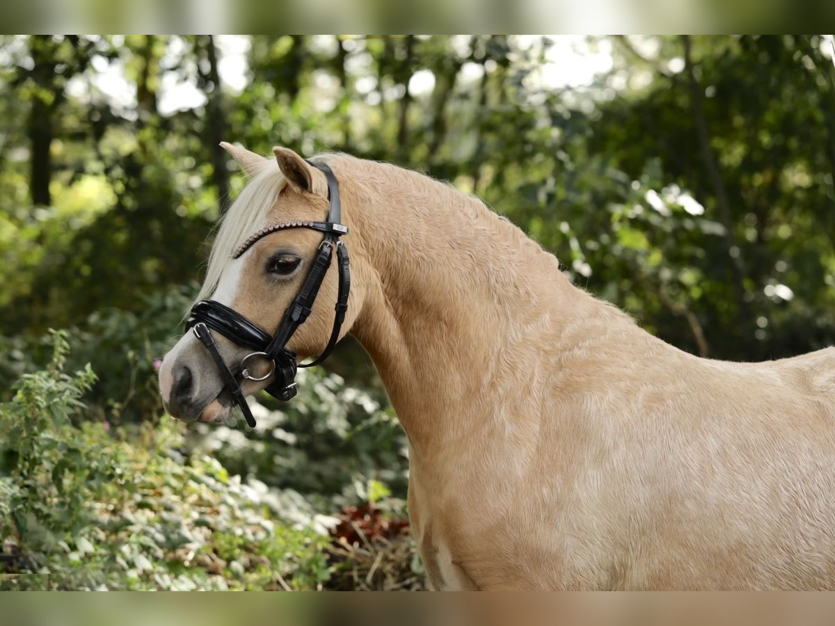 Welsh A (Mountainponny) Sto 2 år 118 cm Palomino in Aalten