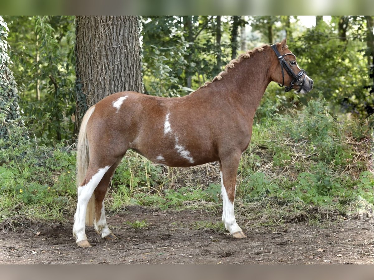 Welsh A (Mountainponny) Sto 3 år 121 cm fux in Aalten