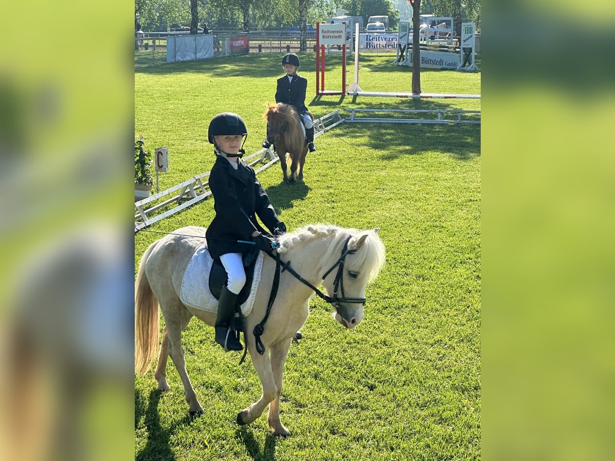 Welsh A (Mountainponny) Sto 6 år 115 cm Palomino in Meinhard