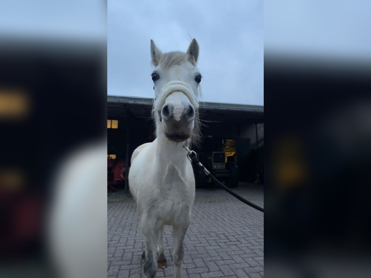 Welsh A (Mountainponny) Sto 8 år 124 cm Grå in Hijken