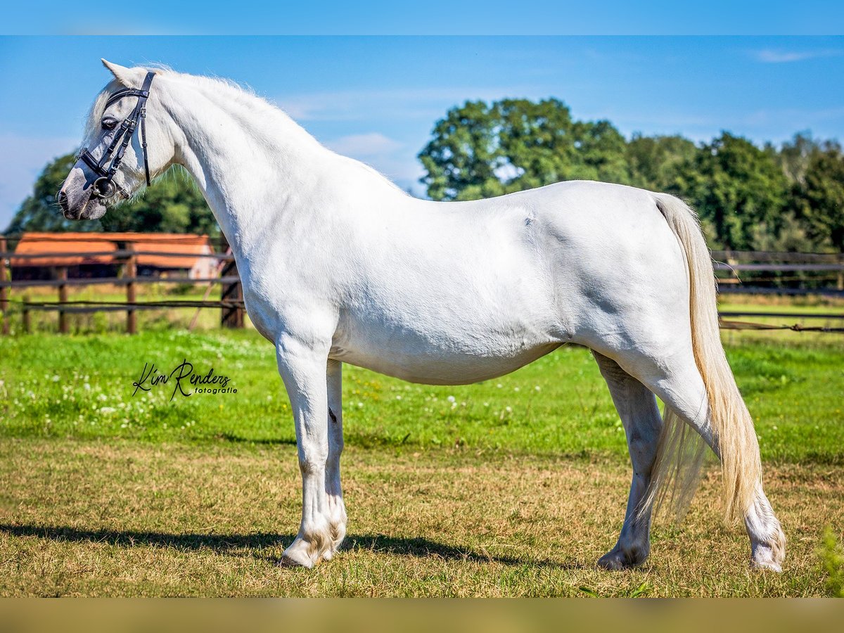 Welsh A (Mountainponny) Sto 9 år 120 cm Grå in Kessel