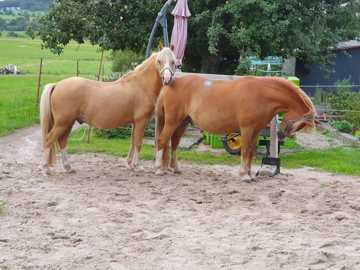 Welsh A (Mountainponny) Valack 14 år 119 cm Palomino in Straubenhardt