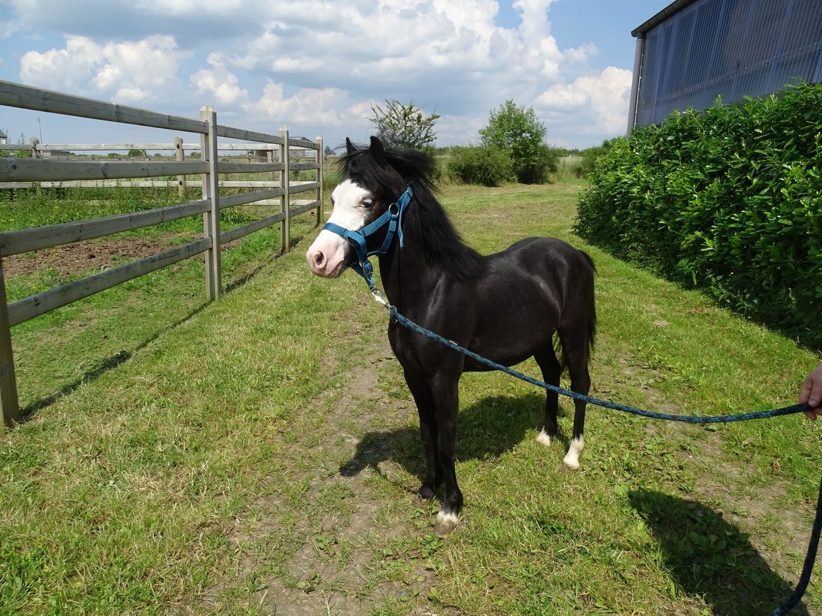 Welsh A (Mountainponny) Valack 1 år 115 cm Braunfalbschimmel in Paliseul