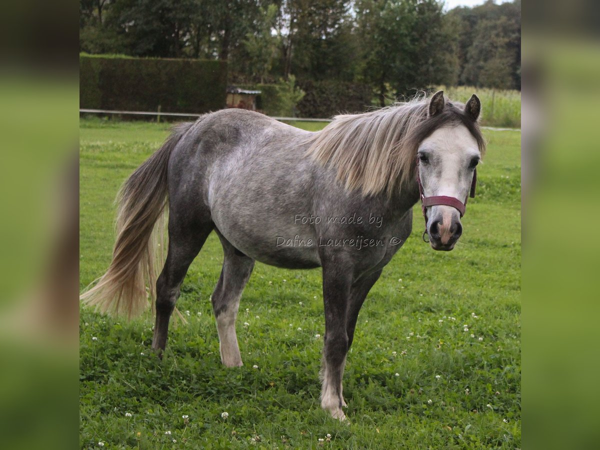 Welsh A (Mountainponny) Valack 2 år 110 cm Grå-blå-brun in Boxtel