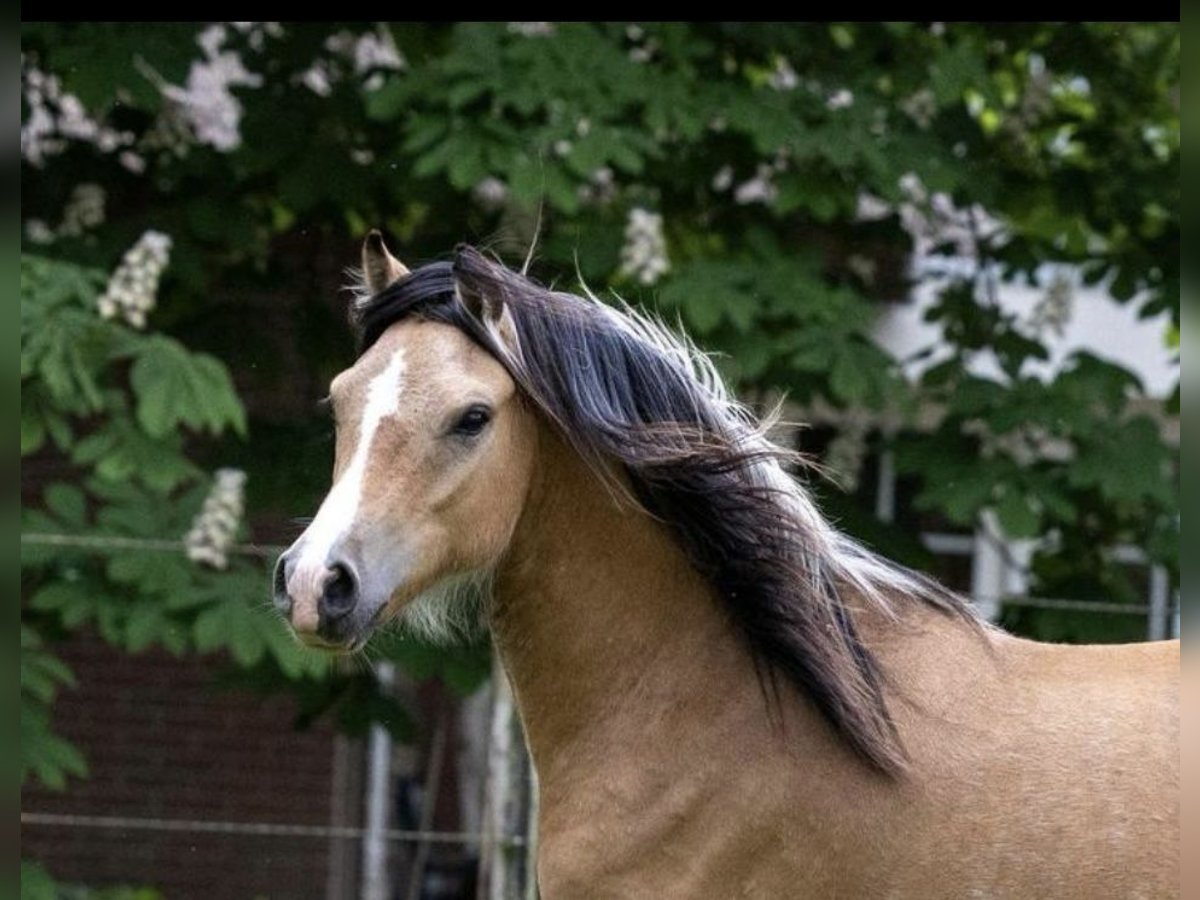 Welsh A (Mountainponny) Valack 2 år 120 cm Gulbrun in Hollandscheveld