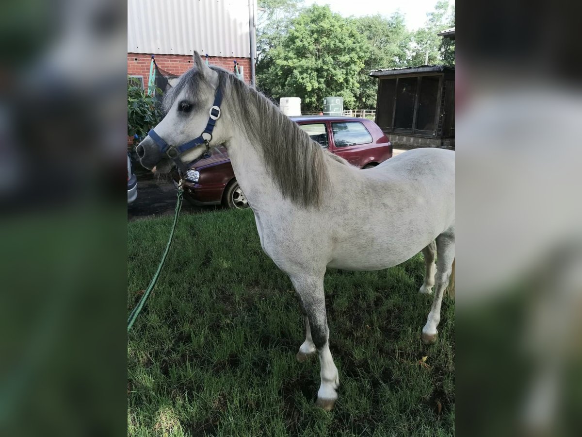 Welsh A (Mountainponny) Valack 3 år 124 cm Grå in Vienenburg