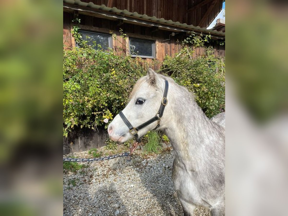 Welsh A (Mountainponny) Valack 5 år 123 cm Grå in Loiching