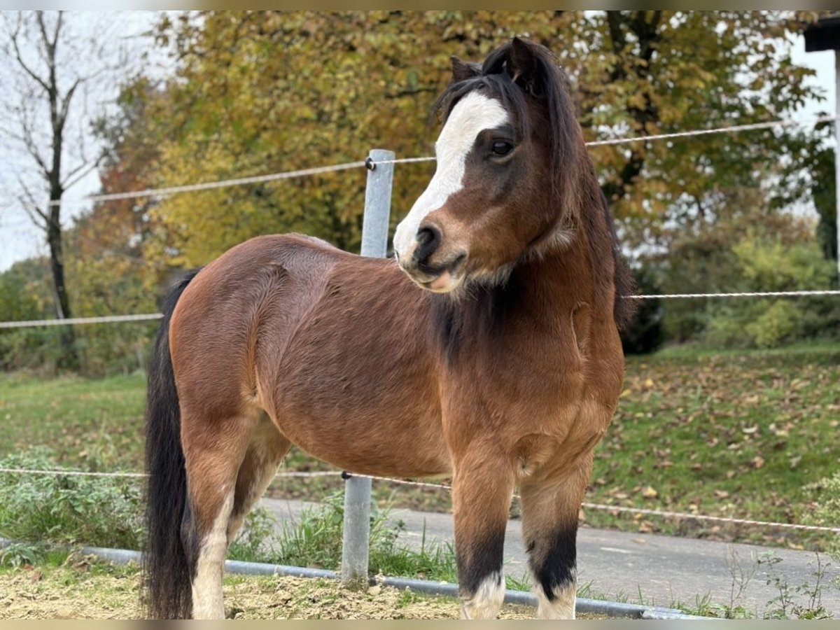 Welsh A (Mountainponny) Valack 6 år 110 cm Brun in Drolshagen