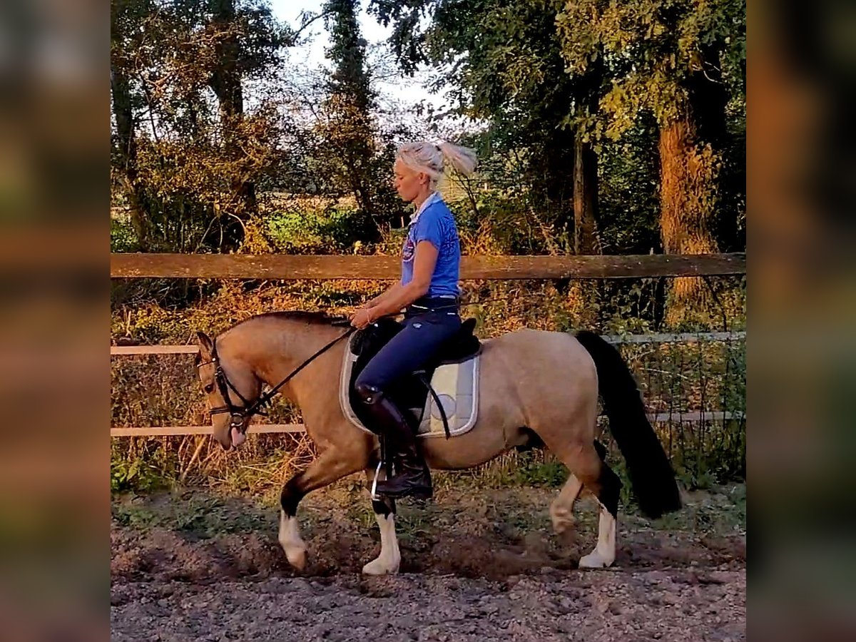 Welsh A (Mountainponny) Valack 7 år 119 cm Gulbrun in Sendenhorst