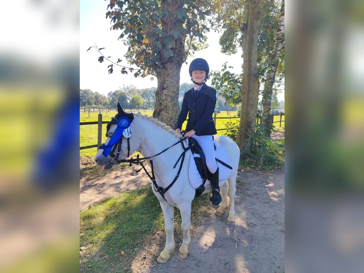 Welsh A (Mountainponny) Valack 9 år 115 cm Grå in Schermbeck