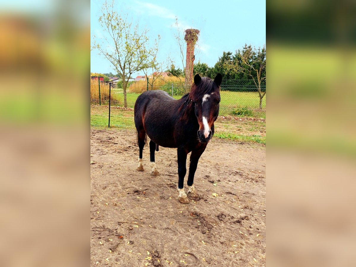 Welsh A (Mountainponny) Blandning Valack 9 år 121 cm Mörkbrun in Rauschendorf