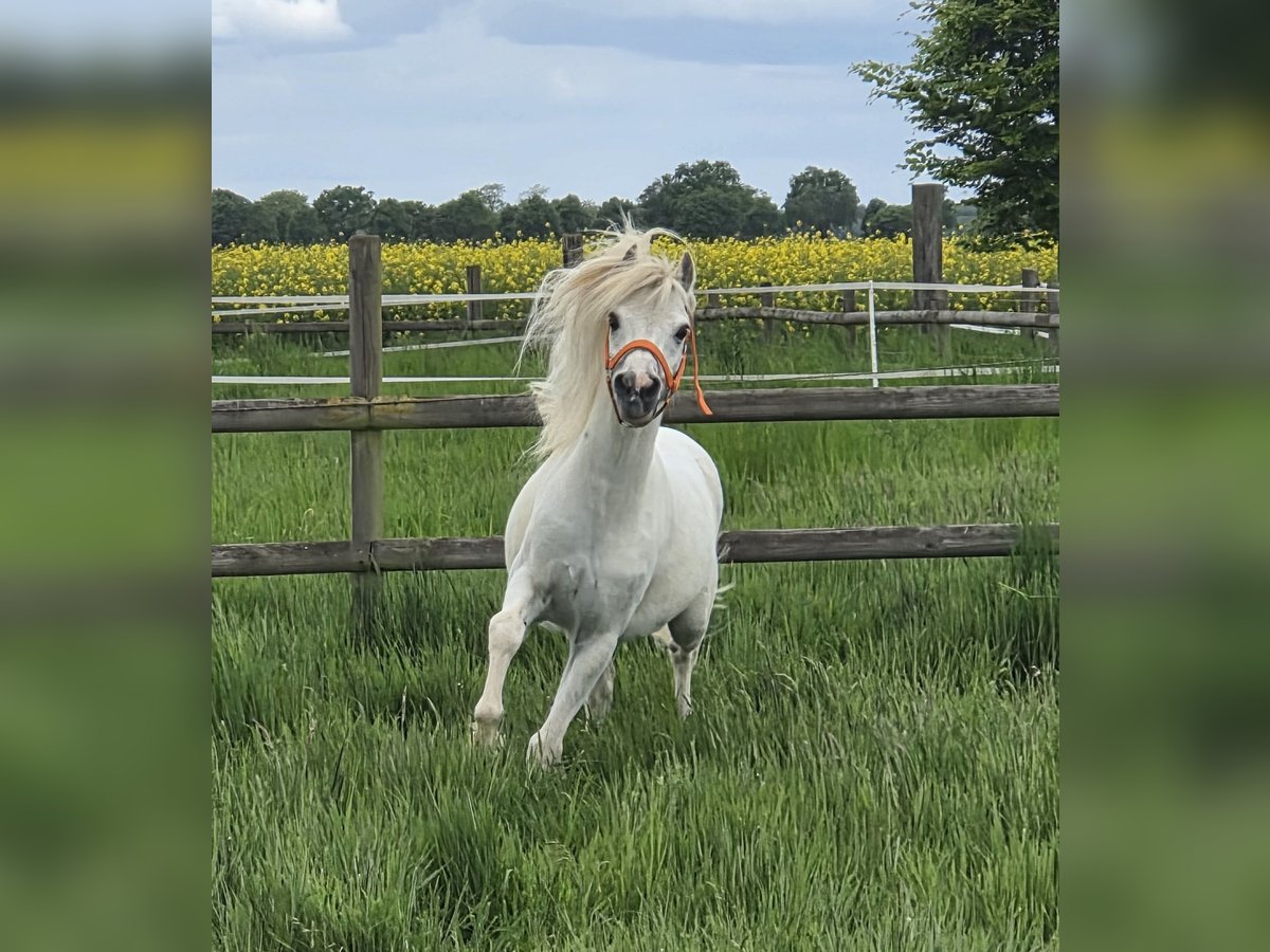 Welsh-A Castrone 11 Anni 114 cm Grigio in Mönchengladbach