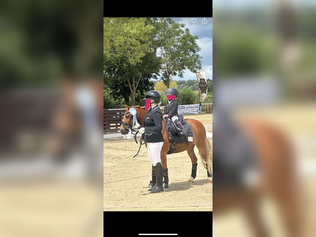 Welsh-A Castrone 12 Anni 120 cm Sauro in Zweibrücken
