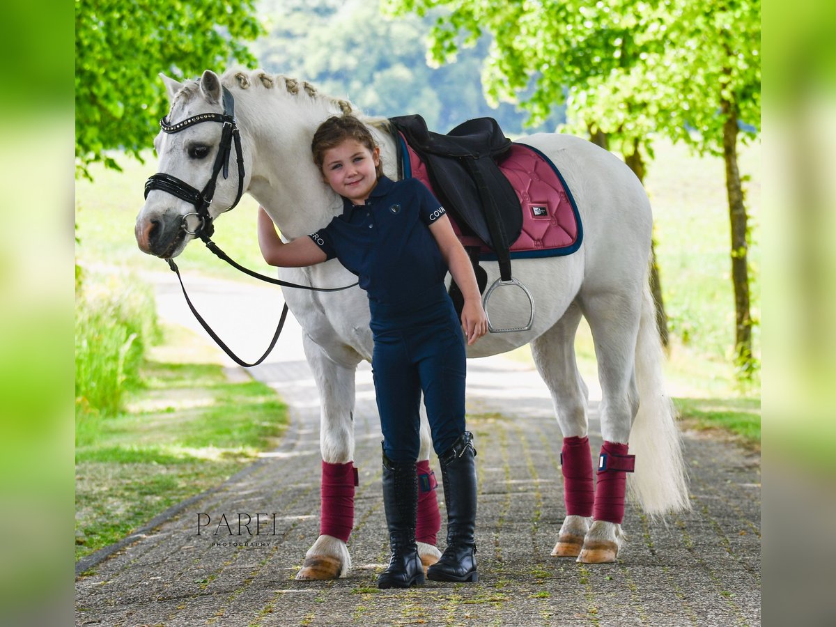 Welsh-A Castrone 13 Anni 120 cm Grigio in Almen