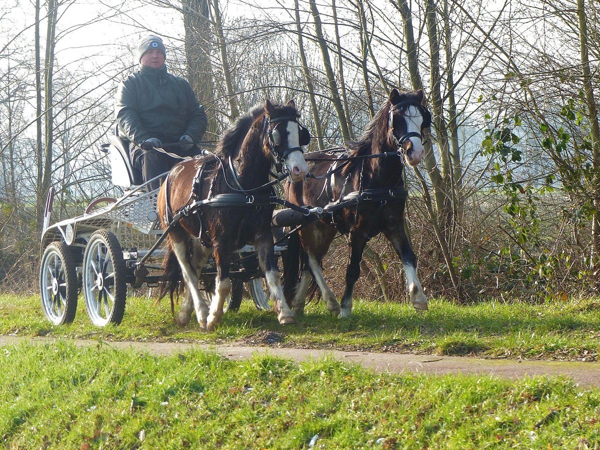 Welsh-A Castrone 3 Anni 117 cm Morello in Halle