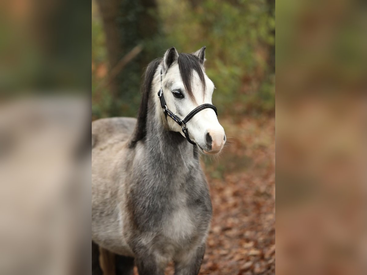 Welsh-A Castrone 3 Anni 118 cm Grigio in Aalten