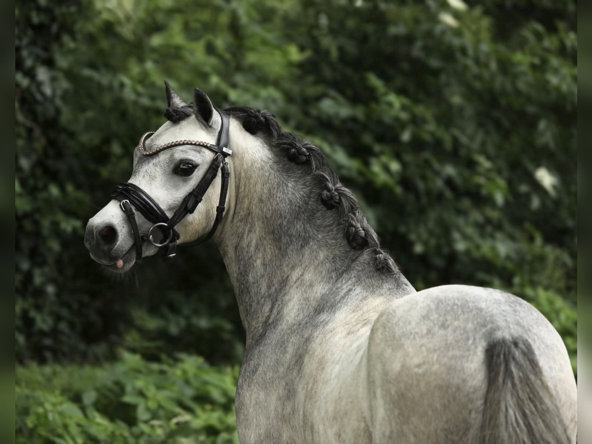 Welsh-A Castrone 3 Anni 119 cm Leardo in Aalten