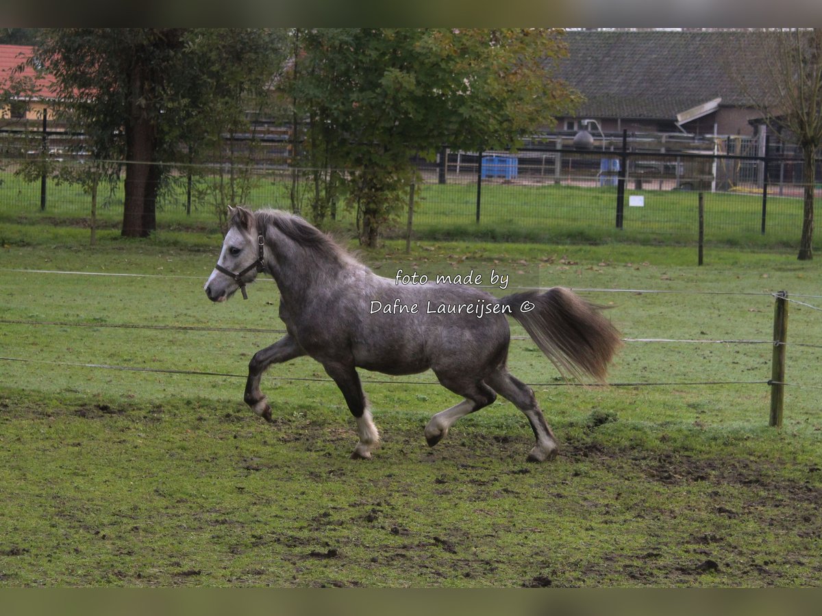 Welsh-A Castrone 3 Anni Grigio in Boxtel