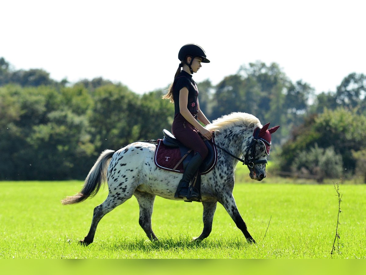 Welsh-A Castrone 4 Anni 113 cm Leopard in Siedleczek