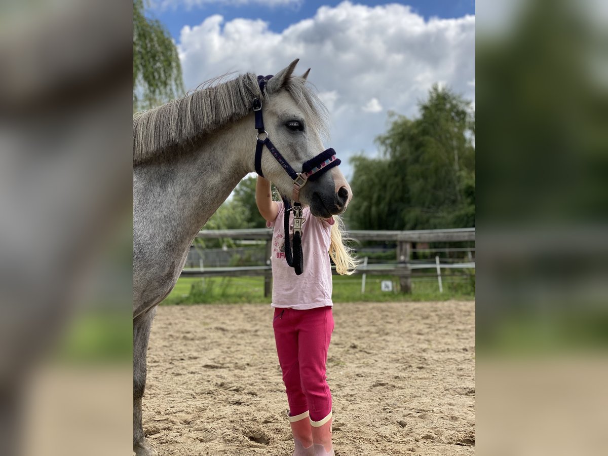 Welsh-A Castrone 5 Anni 120 cm Grigio in St&#xF6;ckse