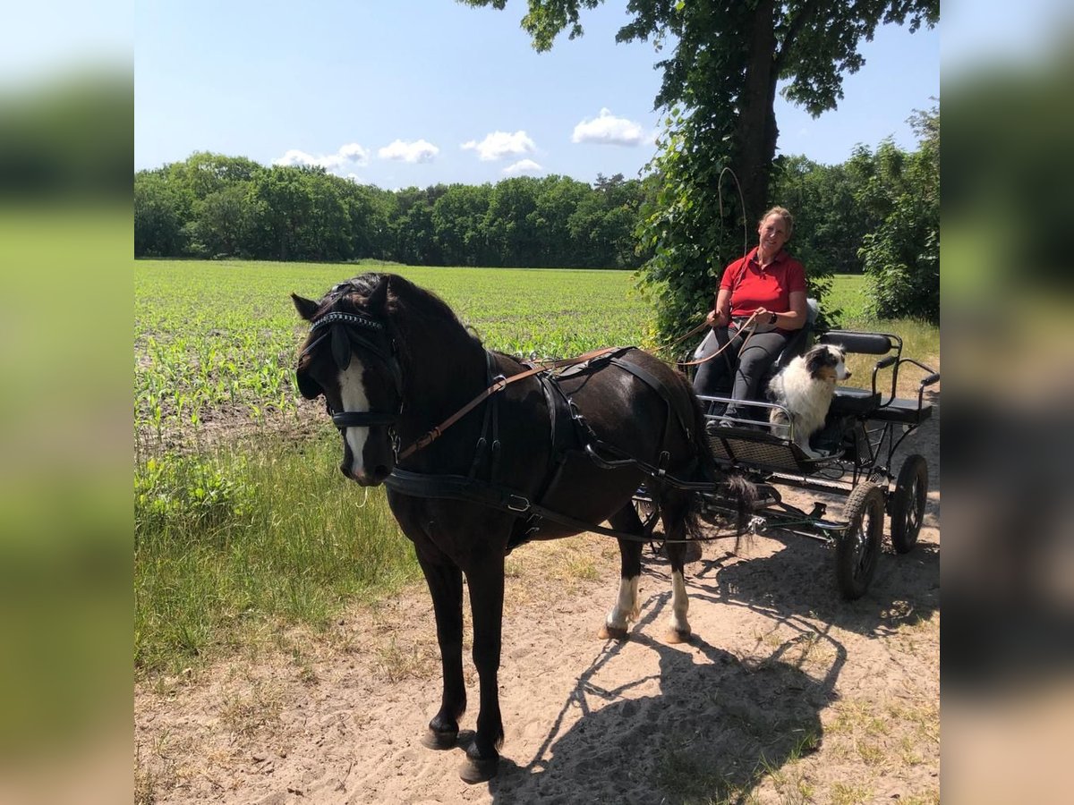 Welsh-A Castrone 5 Anni 126 cm Morello in Schwanewede