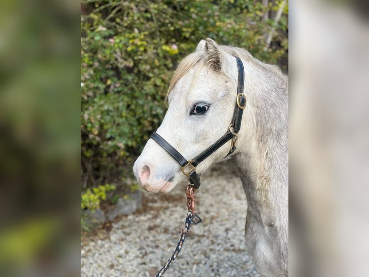 Welsh-A Castrone 6 Anni 123 cm Grigio in Loiching