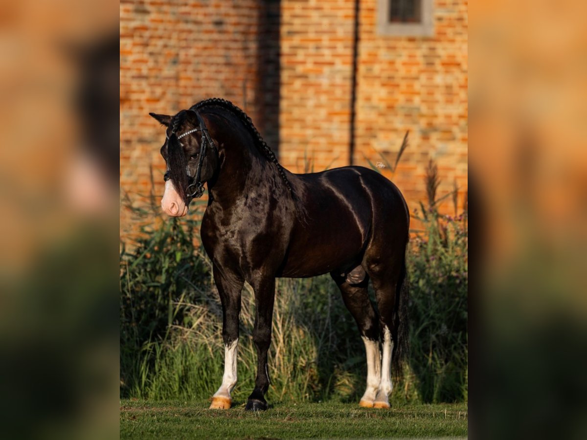 Welsh-A Castrone 6 Anni 124 cm Morello in Ammerzoden