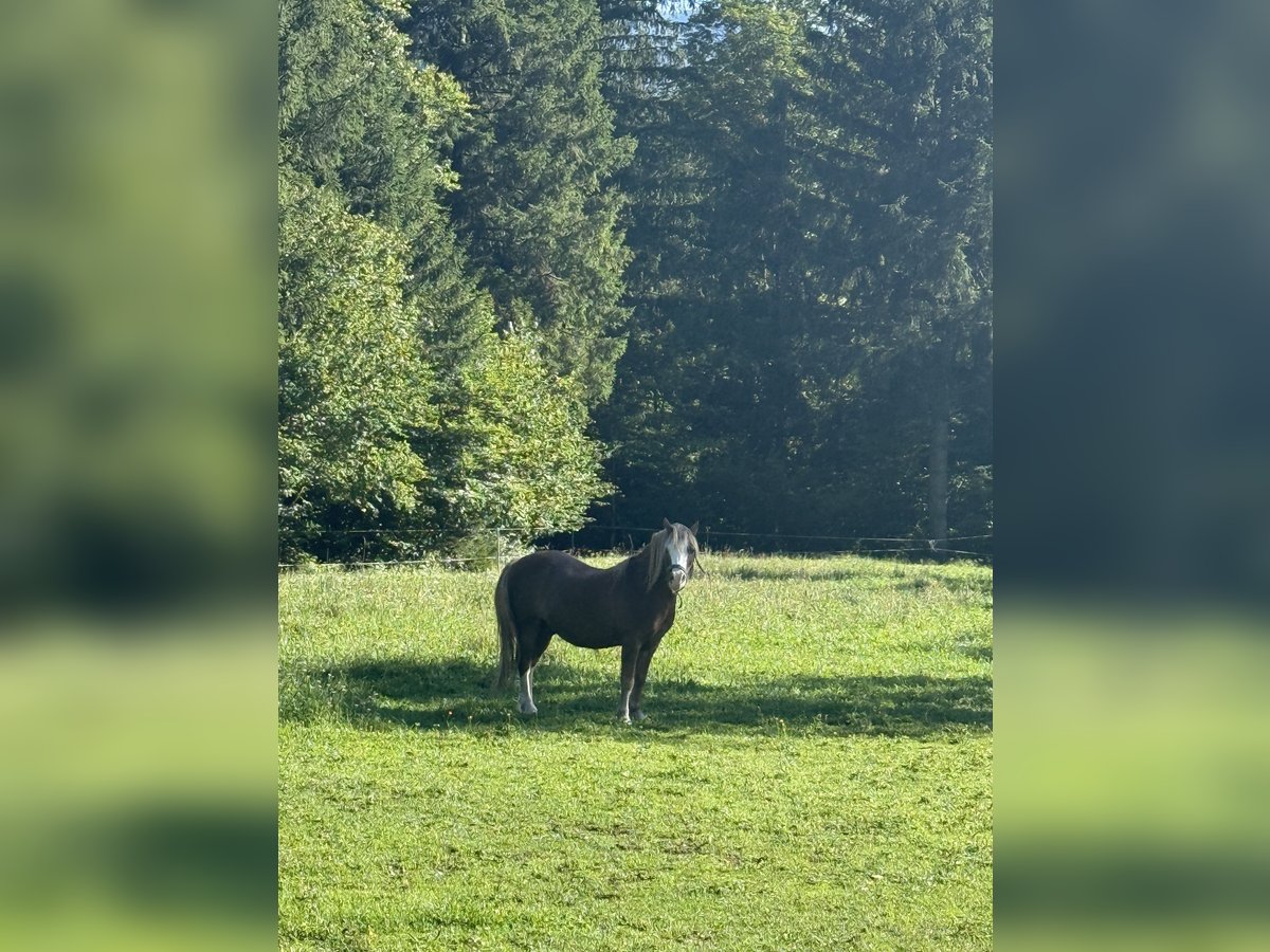 Welsh-A Castrone 7 Anni 120 cm Falbo in Hinterstoder