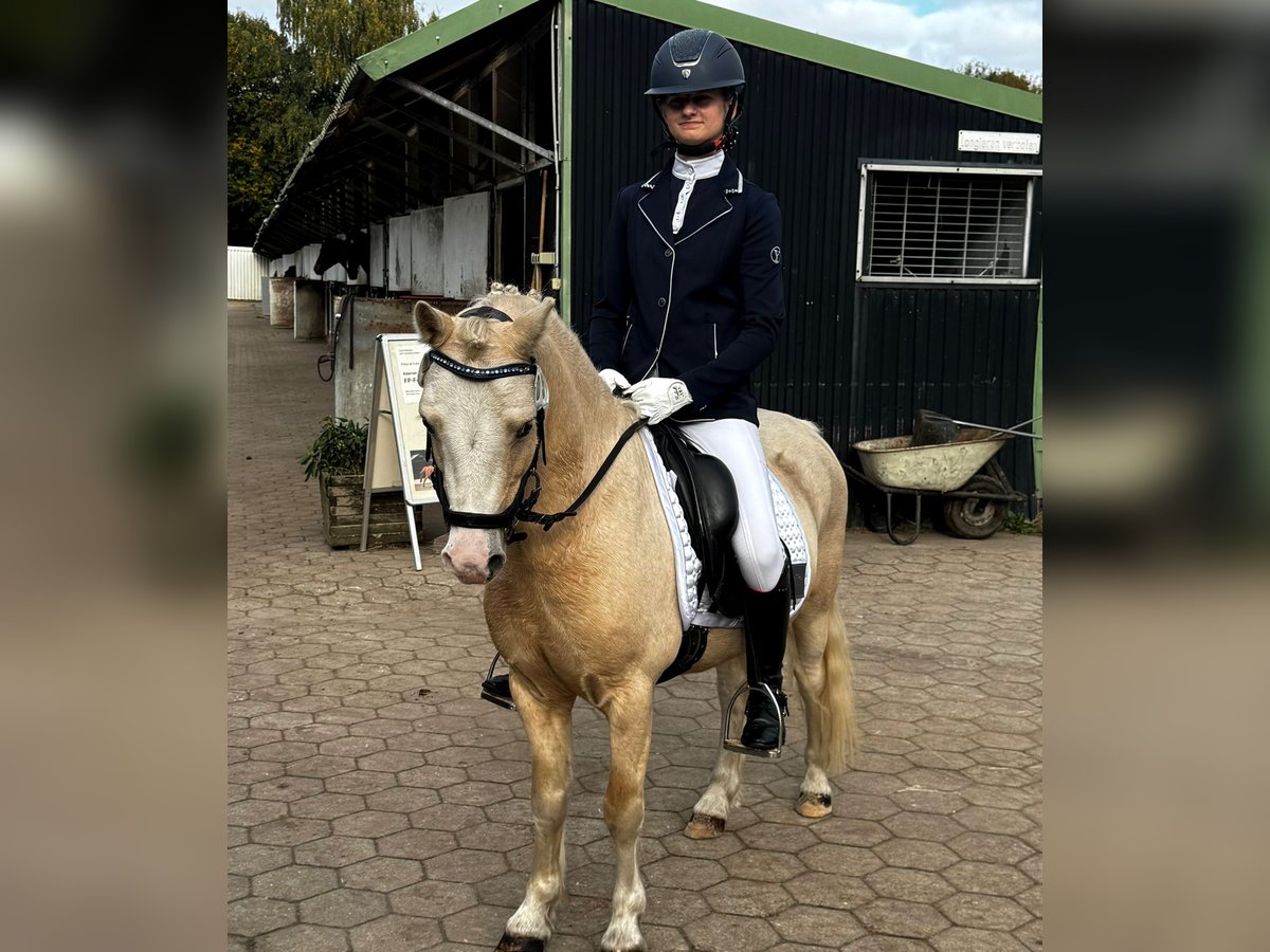 Welsh-A Castrone 7 Anni 122 cm Palomino in Hamburg Niendorf