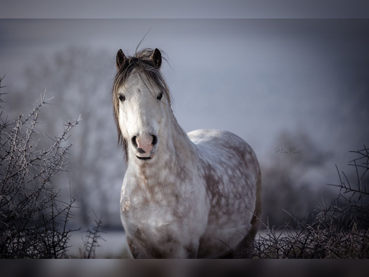 Welsh-A Castrone 9 Anni 121 cm Grigio in Eberdingen