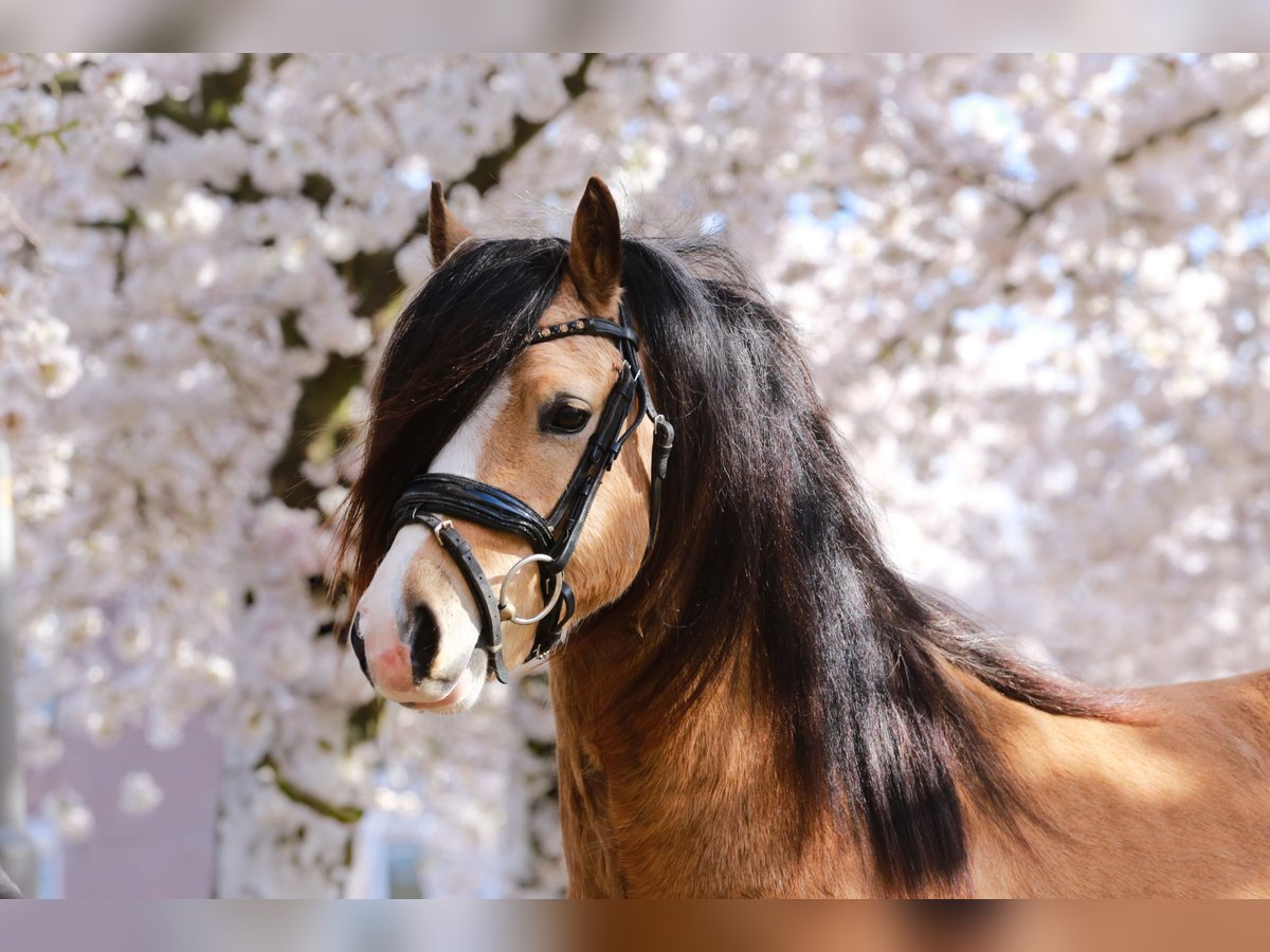 Welsh-A Étalon 3 Ans 122 cm Buckskin in Heemskerk
