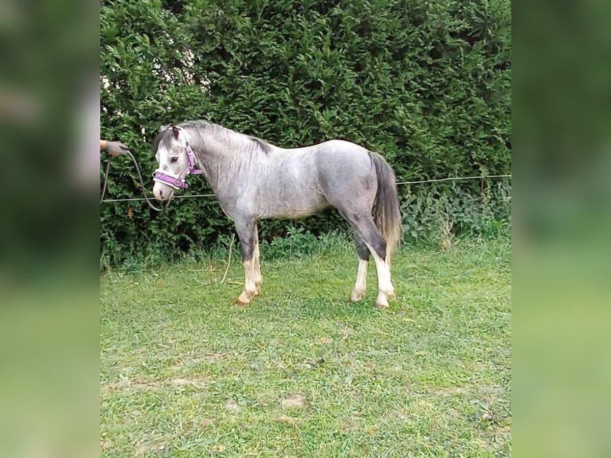 Welsh-A Étalon 4 Ans 115 cm Peut devenir gris in K&#x119;dzierzy&#x144;-kozle