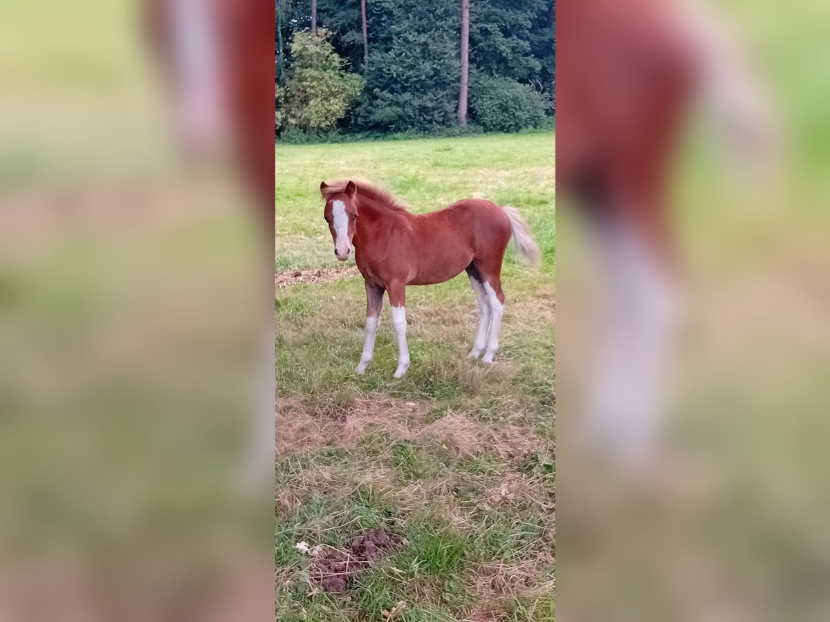 Welsh-A Étalon Poulain (04/2025) 118 cm Alezan in Ibbenb&#xFC;ren