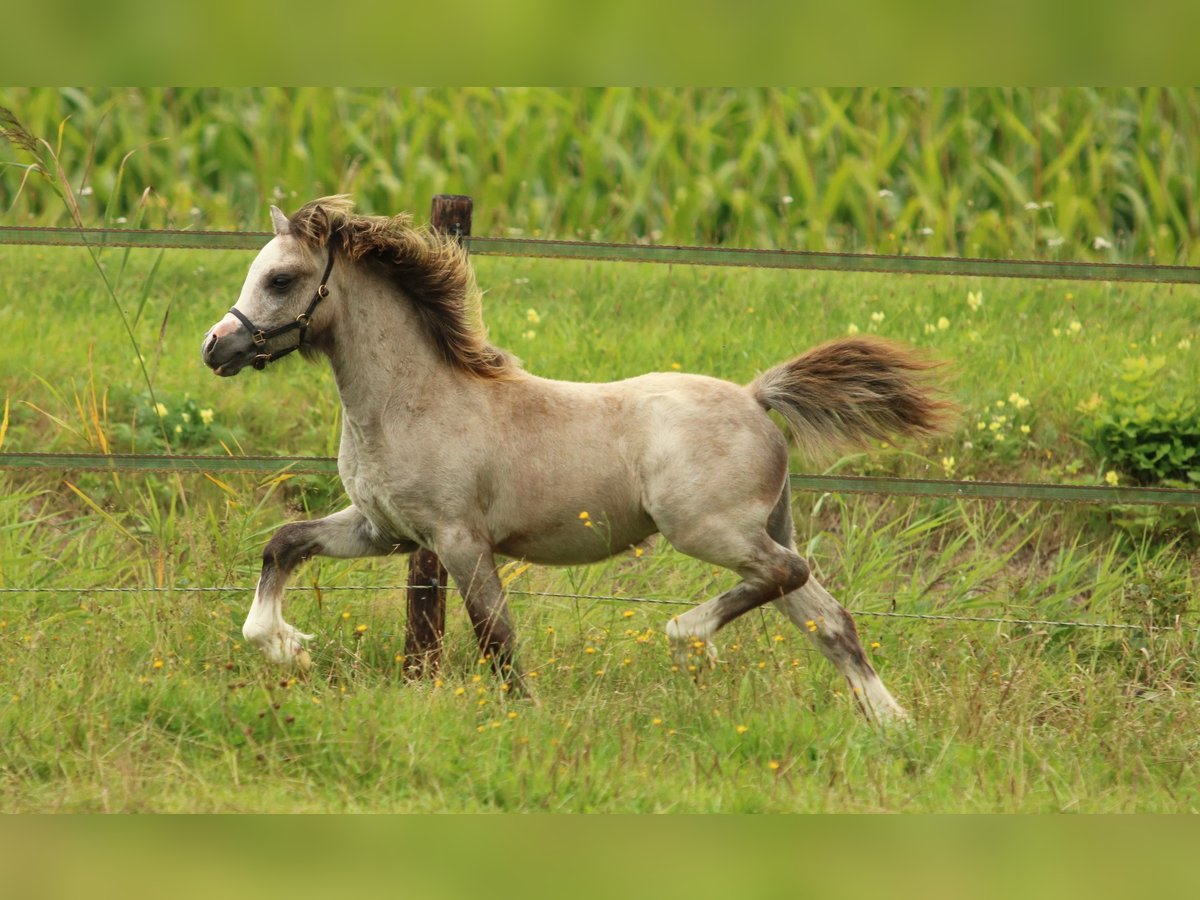 Welsh-A Étalon Poulain (03/2025) 118 cm Gris in Ruinerwold