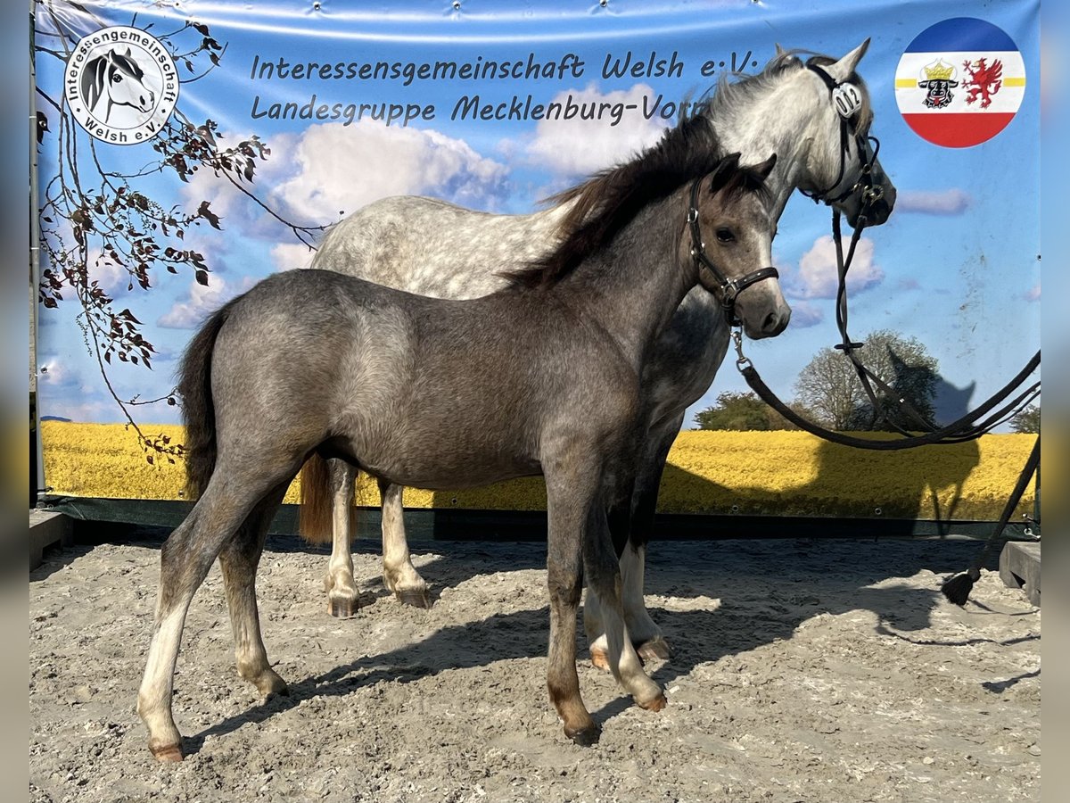 Welsh-A Étalon Poulain (03/2024) 122 cm Buckskin in Satow