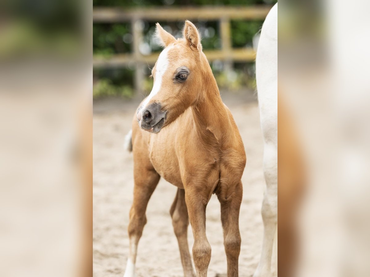 Welsh-A Étalon  Palomino in Sm