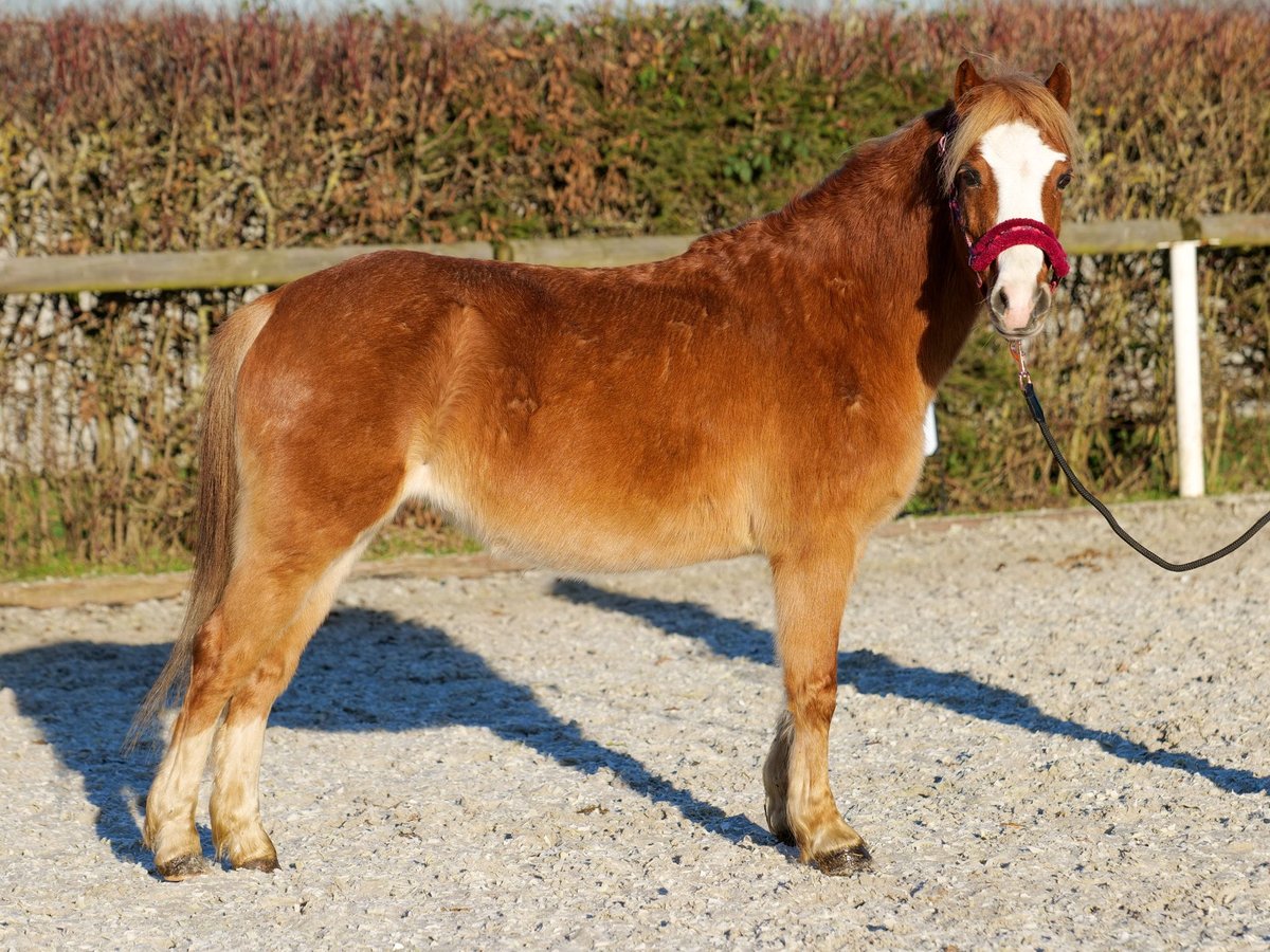 Welsh-A Giumenta 10 Anni 115 cm Sauro in Neustadt (Wied)