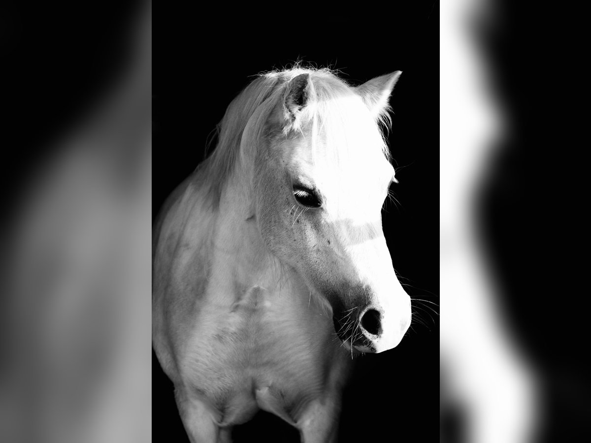 Welsh-A Giumenta 12 Anni 120 cm Grigio in Wanna